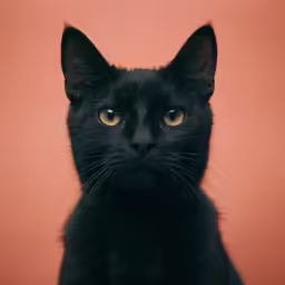 black cat with big ears and brown eyes
