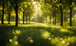 this is a view of a grassy field with sun shining through trees