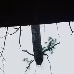 an antelope hanging from the side of a tree branch