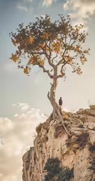a tree with a bird perched in the middle on a rocky cliff side
