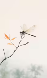 a dragonfly sits on a tree branch with its wings outstretched