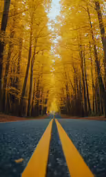 an empty road surrounded by trees with a yellow lane on one side and the tree line on the other