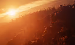 the sun rising over a hillside next to some weeds