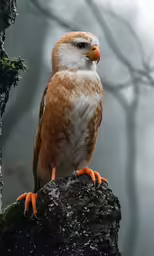 a small brown and white bird perched on a mossy rock