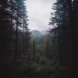 trees in a foggy forest on a cloudy day