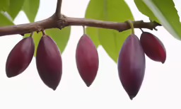 seed pods hanging from the top of a leaf