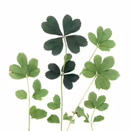 leaves of green plant with white background
