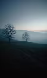 some very pretty trees with some fog in the sky