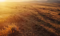 the sun is shining on some grass