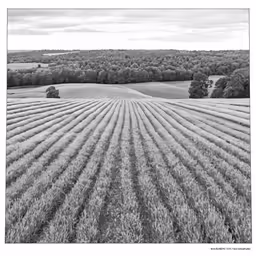 a farm field that is surrounded by a forest