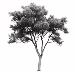a black and white photo of a tree