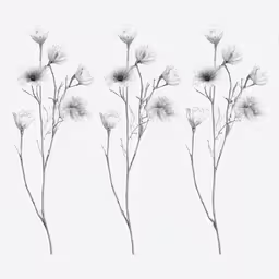 four small white flowers are in the middle of this drawing,a drawing of three different flowers on a white background