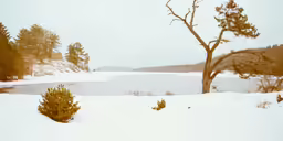 a snowy landscape and water with a tree in the distance