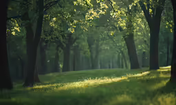 there is a green grassy field with trees and sun beams