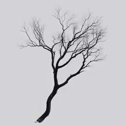a bare tree without leaves in winter
