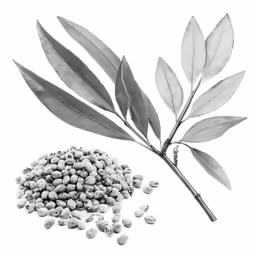 a close up of leaves and seeds next to a single plant