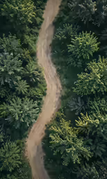 an aerial photo of the road through trees