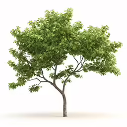 a tree with leaves that have just been opened on it