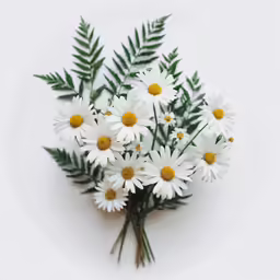 a white background with yellow and green daisies