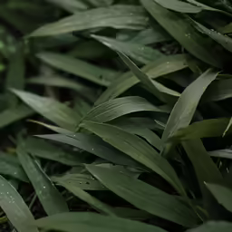a bunch of green leaves with water droplets