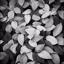 black and white leaves are laying on the ground