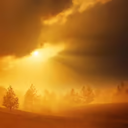 cows grazing under an orange sky as the sun sets