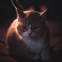 a cat sitting on a couch with a glowing eye