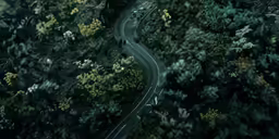 a road in the woods with some trees on both sides