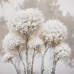 the tree has many white flowers all over it