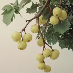 a branch with many fruit growing on it