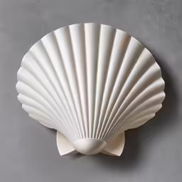 scallop shell wall light, white by tomo