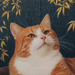 an orange and white cat resting its head on top of a table