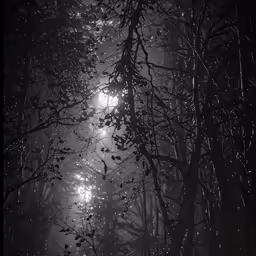 the sun shines through the fog in the forest