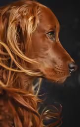 the brown dog is looking over its shoulder
