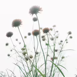 some very pretty small wild flowers with big stems