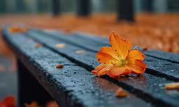 a single orange flower laying on a park bench