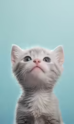 there is a kitten staring upwards