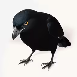 a black bird with a yellow and black eye is sitting