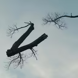 a tree limb on the side of a tall building