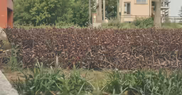 a large area of weeds growing outside in the field