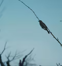 a bird sits on the twig of a tree