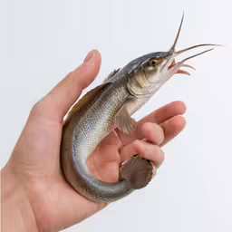 a close up of a person holding a fish
