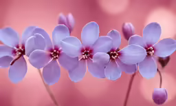 three small purple flowers with red centers against a pink background