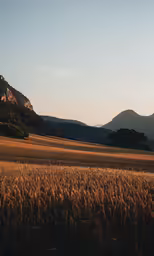 a wheat field with hills and a sky in the background