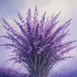 the image shows a field with purple flowers