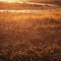 a field with a bunch of weeds next to water