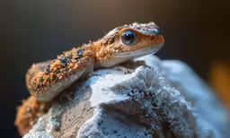 there is a small gecko sitting on top of a rock