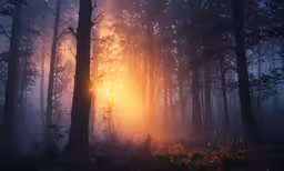 a mysterious image of a very big foggy forest