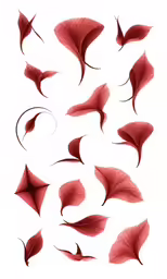 many petals are in various shades and shapes