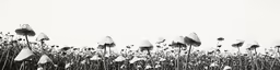 black and white photograph of tall grass blowing in the wind